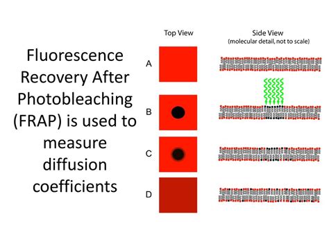 Lecture 35 Diffusion And Fluorescence Recovery After Photobleaching