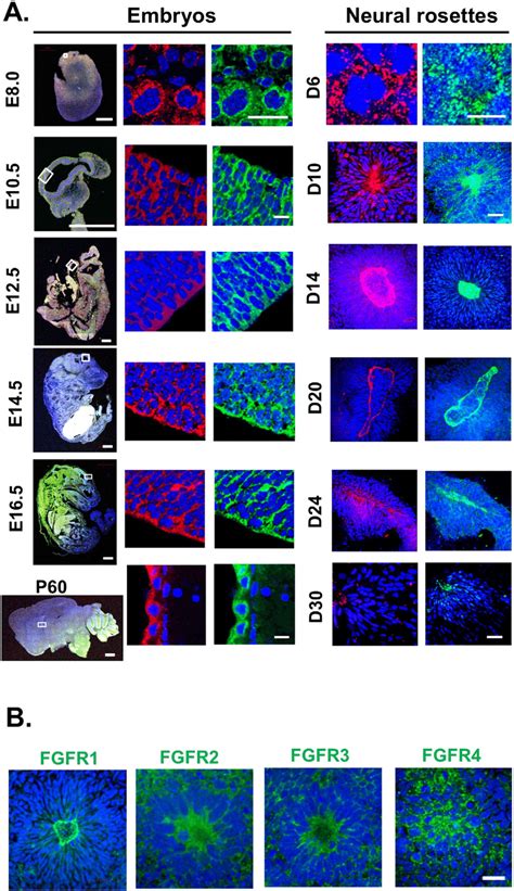 The Expression Of Fgf And Fgfrs In The Embryonic Brain And Neural