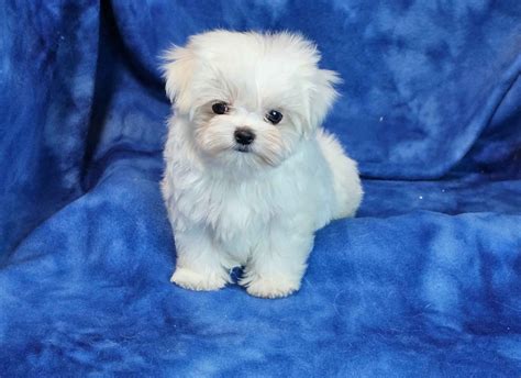 Maltese Puppies For Sale