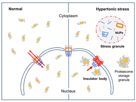 Cells Free Full Text Formation Of Non Nucleoplasmic Proteasome Foci