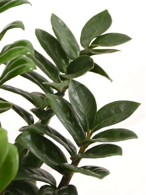 Zamioculcas Zenzi Kaufen Der Palmenmann