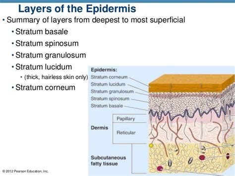 Ch 4 Skin Power Point