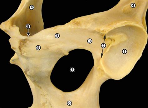 Pelvic Osteology Flashcards Quizlet