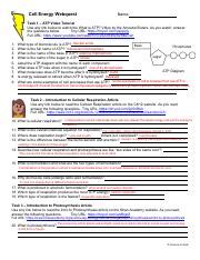 Kami Export Ray Nelson Handout For Cell Energy Webquest Pdf Cell