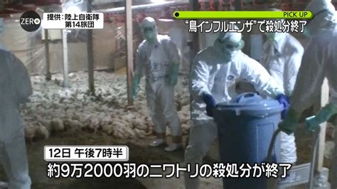 香川・鳥インフル 9万2千羽の殺処分終了（2018年1月13日掲載）｜日テレnews Nnn