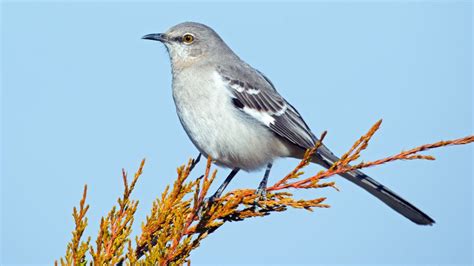 Mockingbird Types Facts SongbirdHub