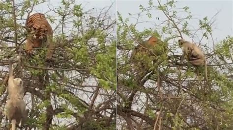 Veliki Obra Un Tigar I Majmun Nadmudrivali Se Na Vrhu Stabla