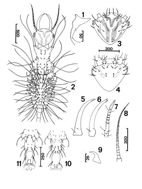 Pseudomallada Granadensis L 1 First Instar Larva 1 Oviruptor 2 Download Scientific