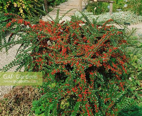 Cotoneaster Horizont Stock Photo By Nova Photo Graphik Image