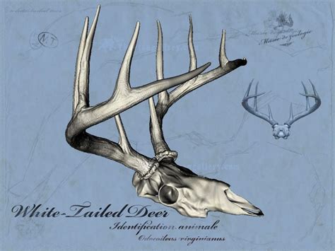 White Tailed Deer Skull And Antlers 3d Model 49 Obj Free3d