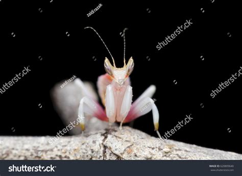 Orchid Mantis Nymph Praying Mantis Stock Photo Edit Now 620809640