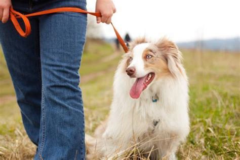 La Digestione Nel Cane DURATA E Come Avviene