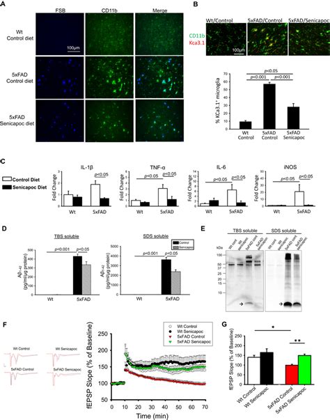 The Effect Of Chronic Oral Senicapoc Treatment In Xfad Mice