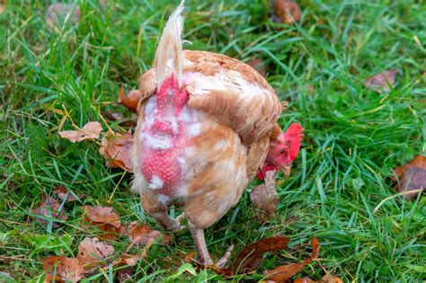 Chicken Losing Feathers Reasons How To Treat It