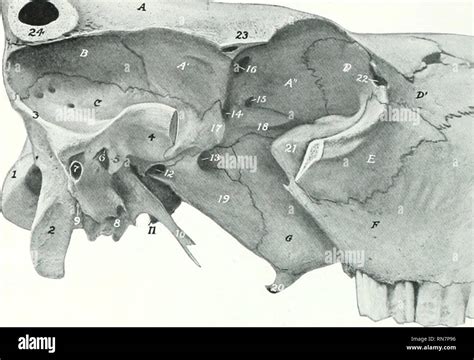 Pterygoid canal hi-res stock photography and images - Alamy