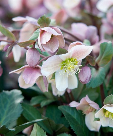 Hellebore Varieties 10 Stunning Types To Grow Homes And Gardens