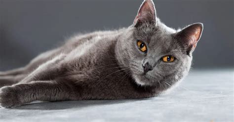 Gorgeous Grey Cat Breeds That Will Steal Your Heart