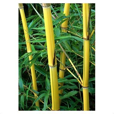 Hari Flora Landscape JUAL POHON BAMBU KUNING Tukang Tanaman Hias Dan