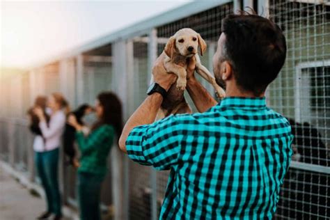 Free Puppies In Your Area For Adoption: 13 Ways To Find A Free Pet | Free puppies, Dog list, Puppies