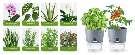 Amazon Oliz Inch Self Watering Pots For Indoor Plants Pack