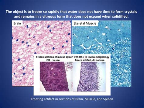 PPT TISSUE FREEZING METHODS FOR CRYOSTAT SECTIONING PowerPoint