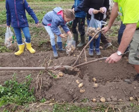 Kartoffelprojekt Der 4 Klassen Neuwindeck Schule Lauf