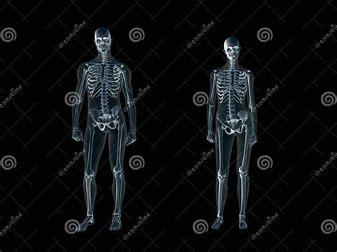 Xray X Ray Of The Human Body Man And Woman Stock Illustration Illustration Of Male Muscular