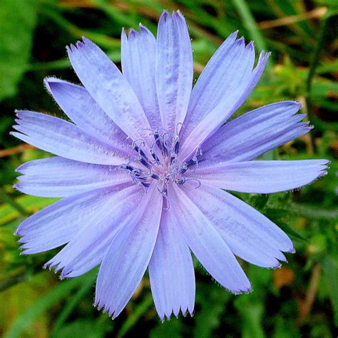 Wild Chicory Cichorium Intybus Jonathan Billinger Geograph