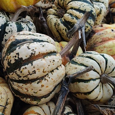 Courge Sweet Dumpling Patidou Les Semences De LOmbelle