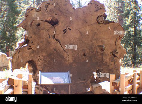 La Sequoia National Forest denominata per gli alberi più grandi del