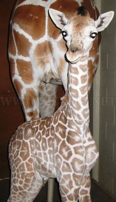 Baby Giraffes | Animals