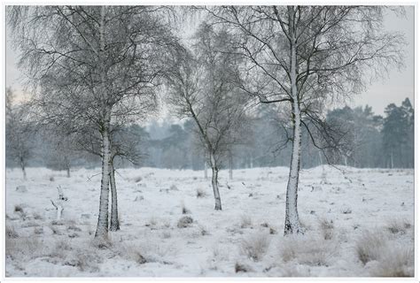 Wallpaper Trees Landscape Forest Nature Sky Snow Wood Branch