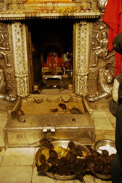 Karni Matha Temple The Rat Temple of Rajasthan | The Planet D