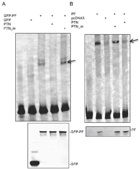 PAX3 FKHR Binds To The PTN Promoter A EMSA Analysis Of