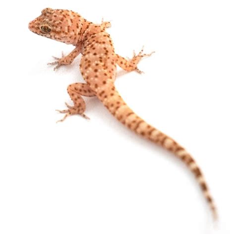 Bynoe S Gecko Heteronotia Binoei Captive Bred