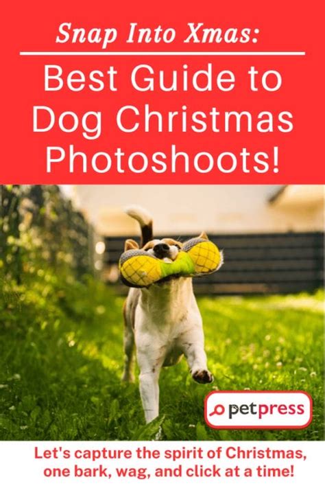 Snap Into Xmas: Best Guide to Dog Christmas Photoshoots! - PetPress