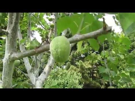 Абрикос.ЛЕТНЯЯ ОБРЕЗКА АБРИКОСА. Сдерживание кроны, как обрезать. - YouTube