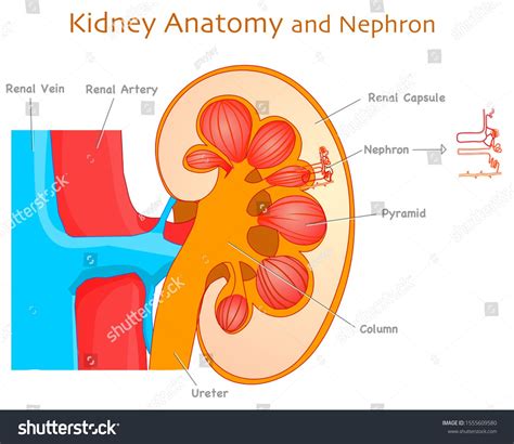 Kidney anatomy. Detail Kidney Parts and Nephron section diagram ...