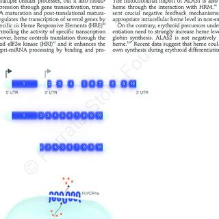 FLVCR1 Isoforms A Schematic Representation Of The Flvcr1 Gene