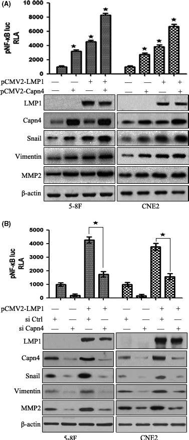 Capn4 Cooperates With Epstein‐barr Virus Latent Membrane Protein 1