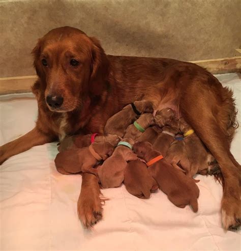 Golden Retriever Kaufen Und Welpe Aus Bornheim Deinetierwelt