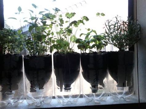 My Diy Recycled 2 Liter Bottle Garden Filled With Wonderful Herbs For