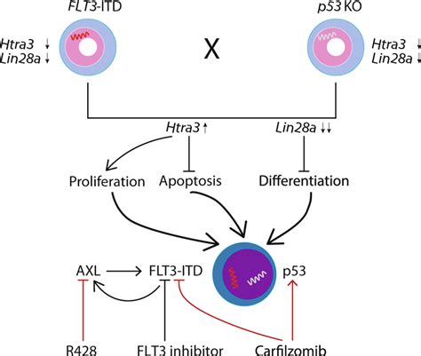 Proposed Model For The Cooperation Of Flt3 Itd And P53 Download