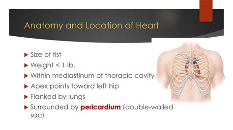 Warm Up What Is The Pacemaker Where Is It Located Ppt Download