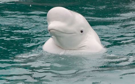 First Ever Beluga Whale Sanctuary To Open In Iceland Beluga Whale Oceans Of The World