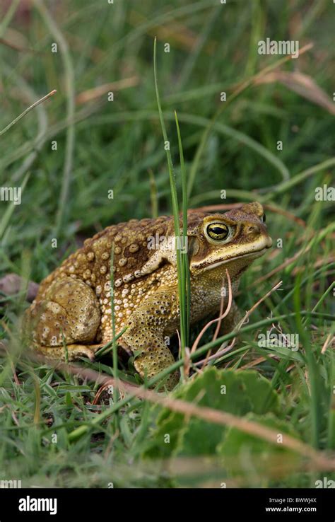 Animal Animals Amphibian Amphibians Toad Toads South America South