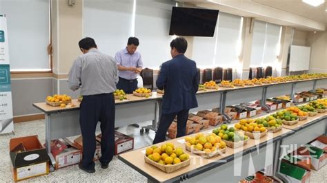 도 양경준 농가 올해 최고의 감귤 대상 선정 뉴스n제주