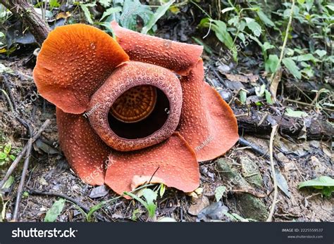 234 Rafflesia Largest Flower World Images, Stock Photos & Vectors ...