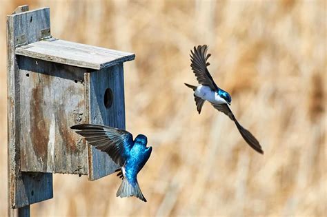 Bluebird House Placement - It Only Matters if You Want them to Use It