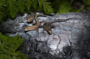 Boreal Forest Reptiles & Amphibians: The Boreal Encyclopedia